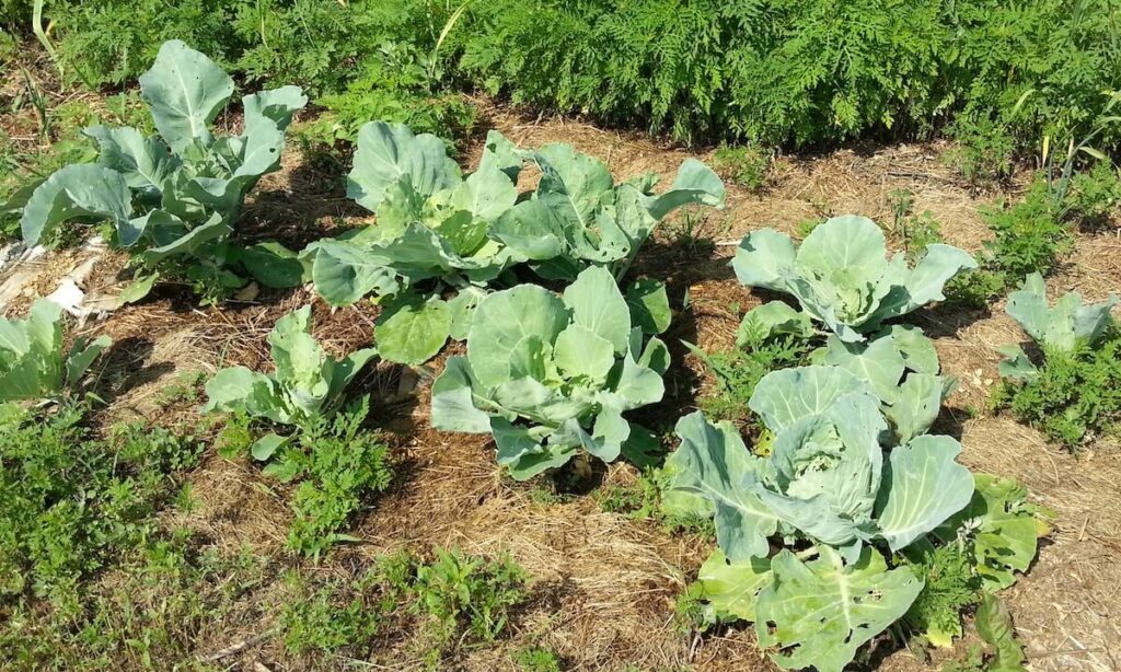 Cabbage growing in the garden